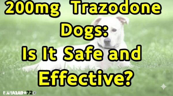 200mg Trazodone for Dogs: Is It Safe and Effective?