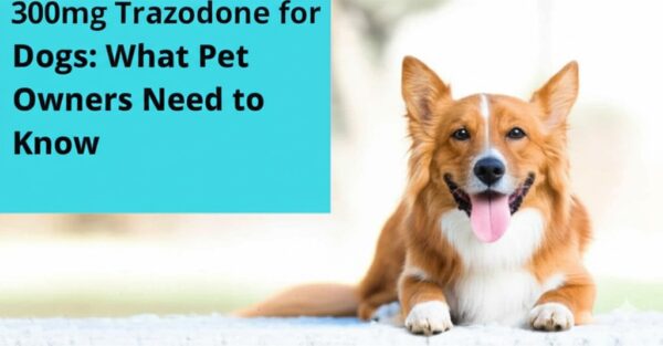 300mg Trazodone for Dogs: What Pet Owners Need to Know
