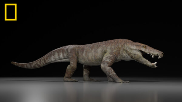 Newly discovered fossil unearths ancient crocodile that may have hunted dinosaurs on land, expert says