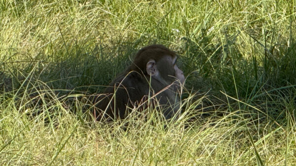 Escaped monkey shot, killed in Heidelberg, Mississippi by Jessica Bond Ferguson, who says she feared for her children’s safety