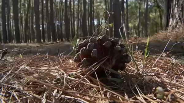 Texas A&M Forest Service prepares to respond to rising wildfire risk as Arctic front causes drought, winds to persist