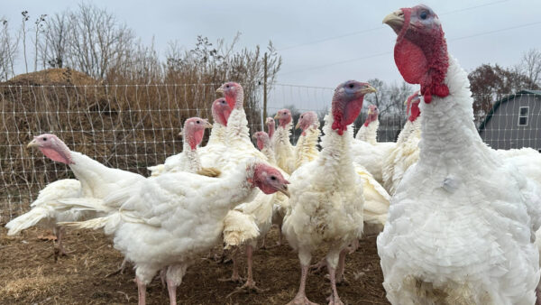 Stores keep Thanksgiving food prices down in a tough year for turkeys