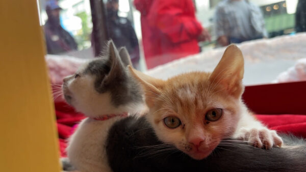 SFSPCA and Macy’s Union Square team up for the 39th year for window display pet adoptions