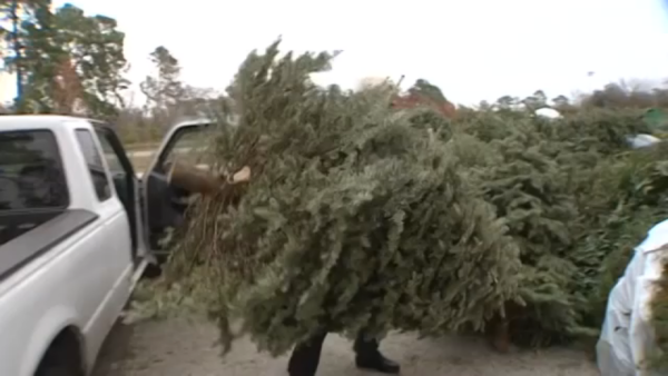 Houston’s Solid Waste Department provides list of locations you can drop off your Christmas trees after Christmas Day