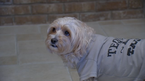 Webster woman and her dog attacked at Heritage Park, HCSO says the owner has numerous animal control citations